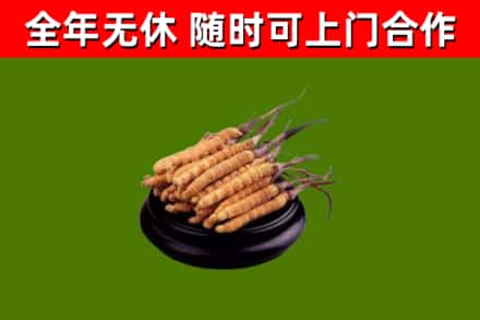 瀍河区回收散虫草