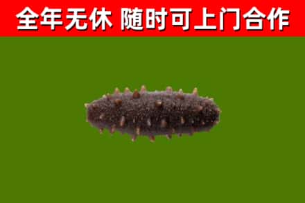 瀍河区回收海参干